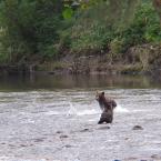 Bears Fishing
 /  